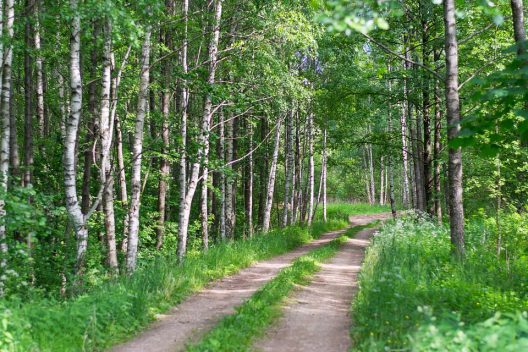skog